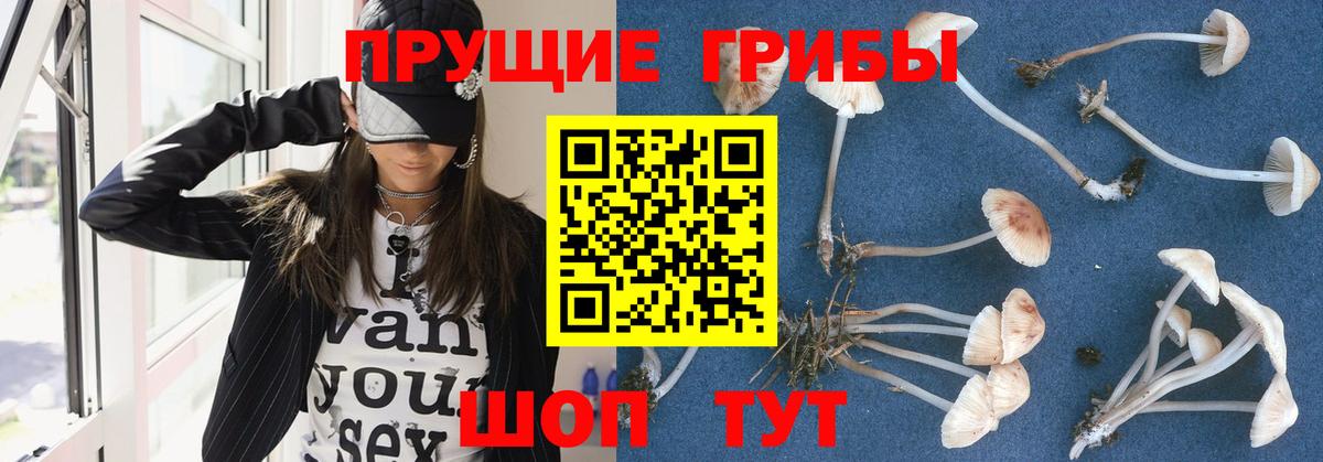 Псилоцибиновые грибы Psilocybine cubensis Калуга